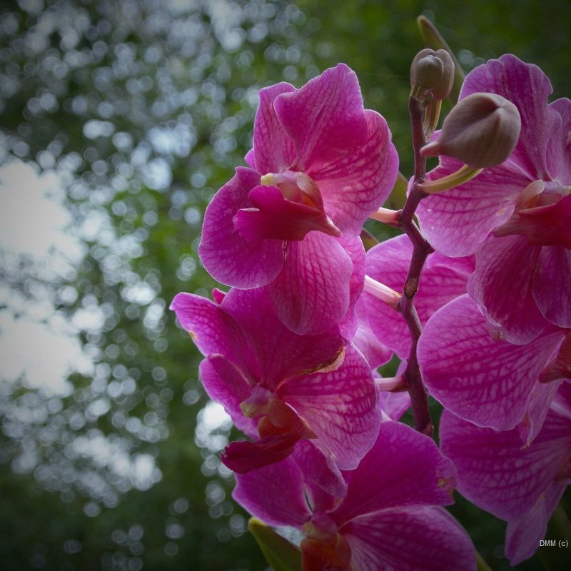 Photo Vignette Flora Hawaii Orchid