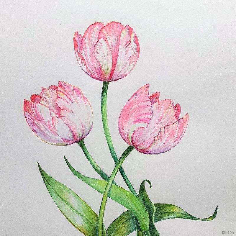Floral 3 Pink Tulips Watercolor 8x12