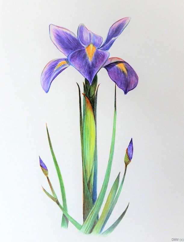 Floral Purple Iris  Watercolor Art 10x12
