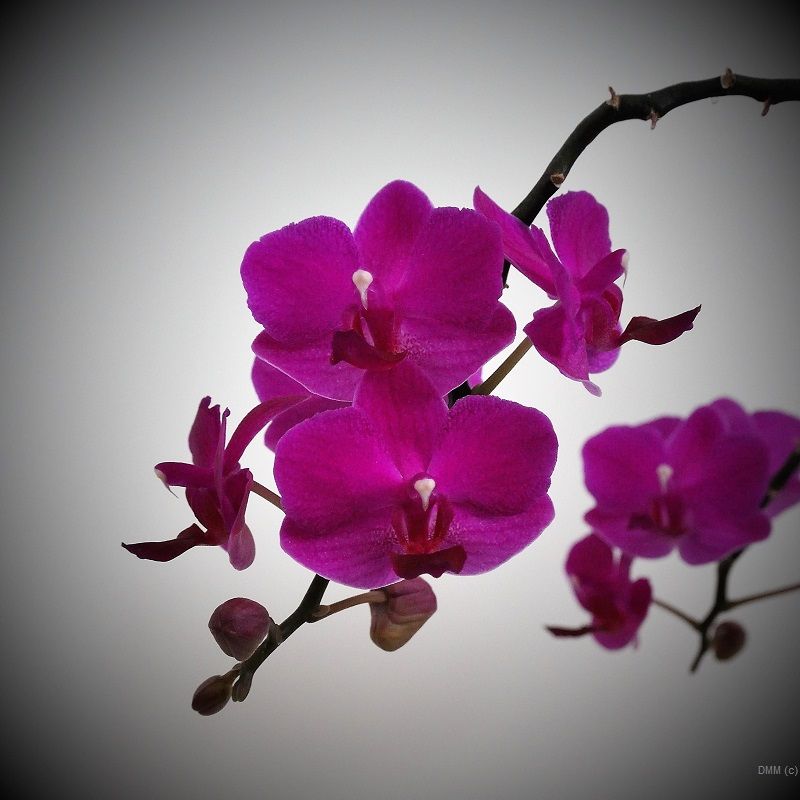 Photo Vignette Pink Stem Orchids