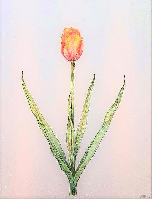 Floral Single Lovely Orange and Yellow Tulip Watercolor 8x12