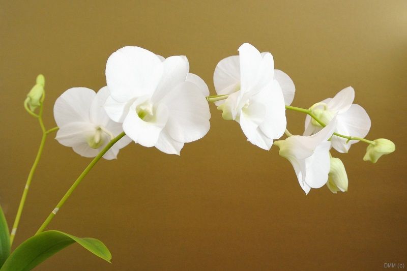 Photo Pop Gold White Orchids