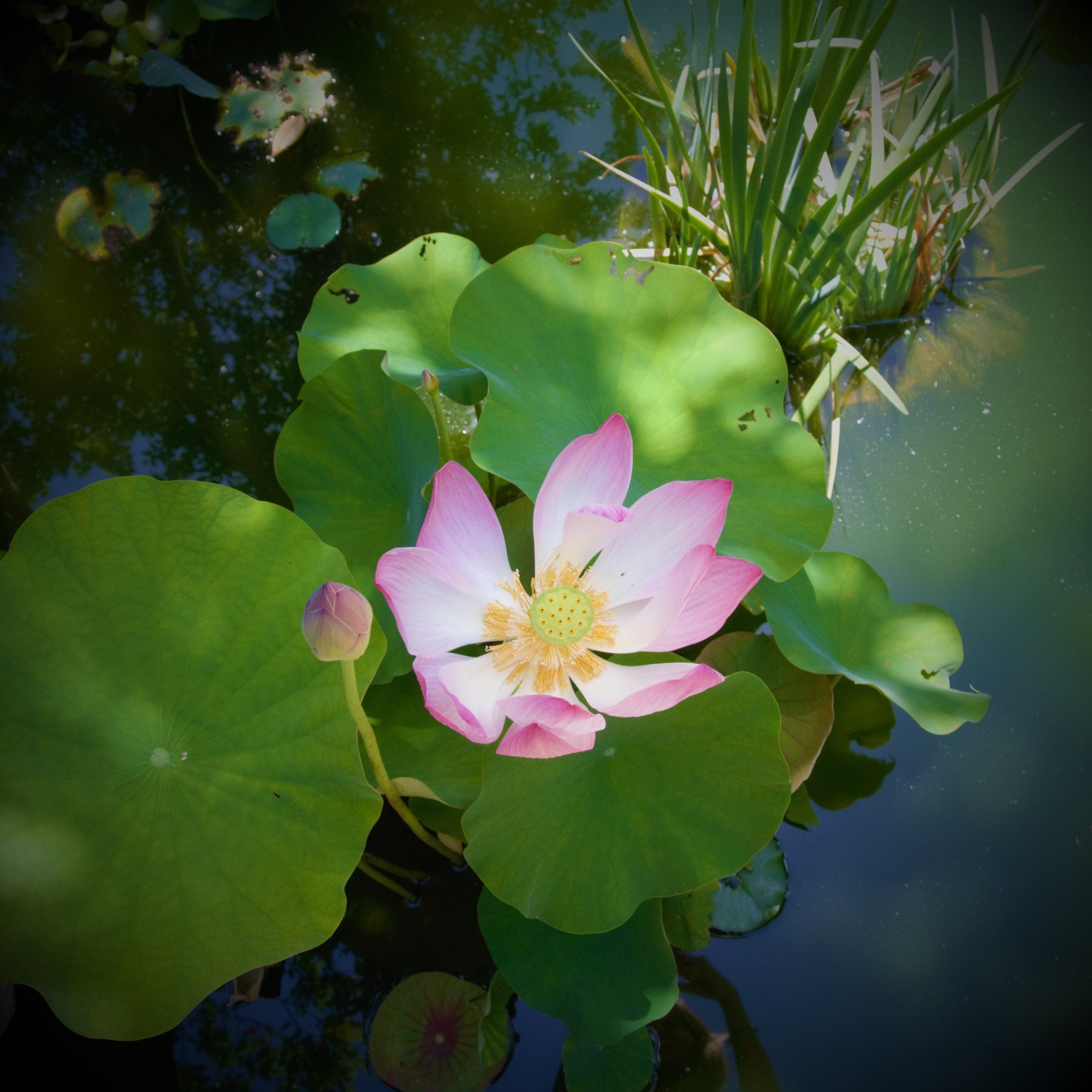 Photo Vignette Flora Hawaii Pink Lily