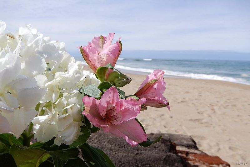 Photo Floral Beach White Pink Flowers