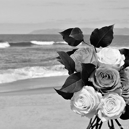 Photo Floral Roses Black and White Beach DMM