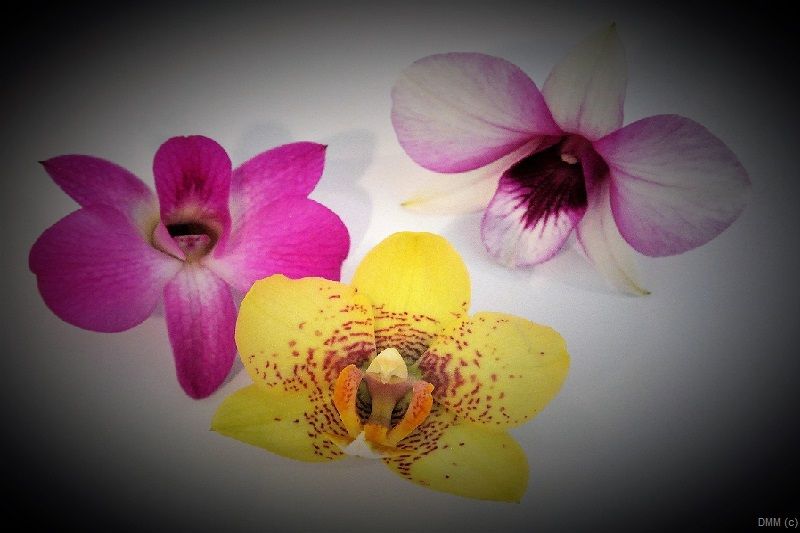 Photo Vignette 3 Orchids