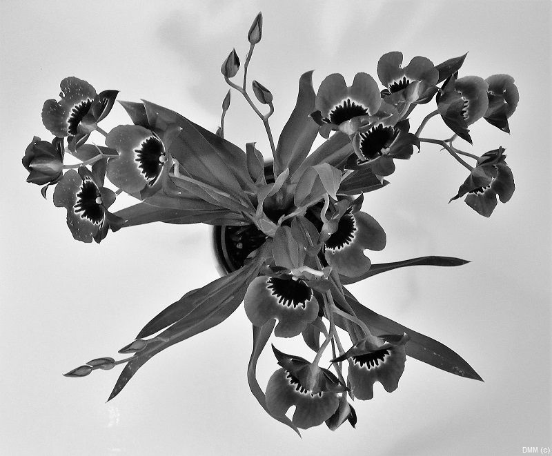 Photo Bunch Black and White Orchids