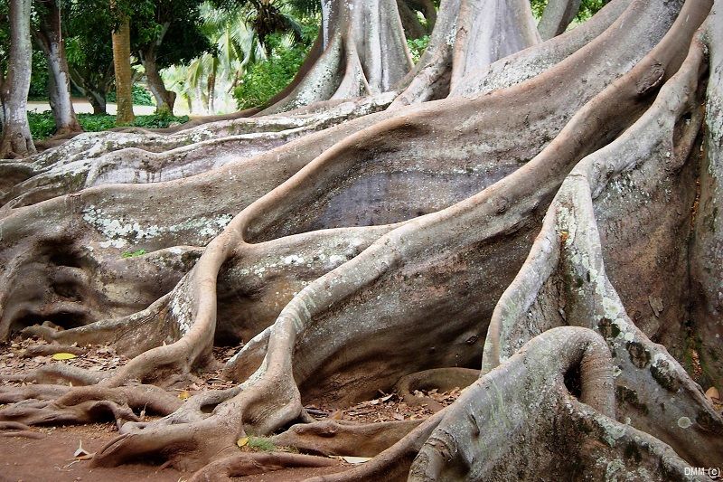 Photo Scenic Hawaii Tree Roots