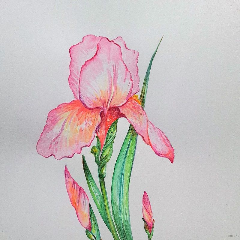Floral Pink Iris