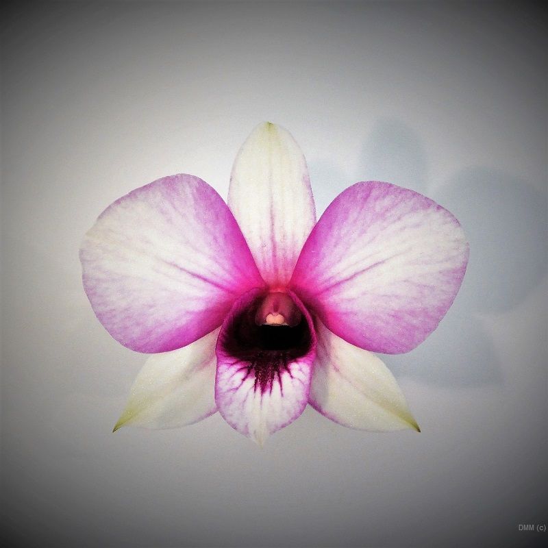 Photo Vignette One Pink White Orchid SQ