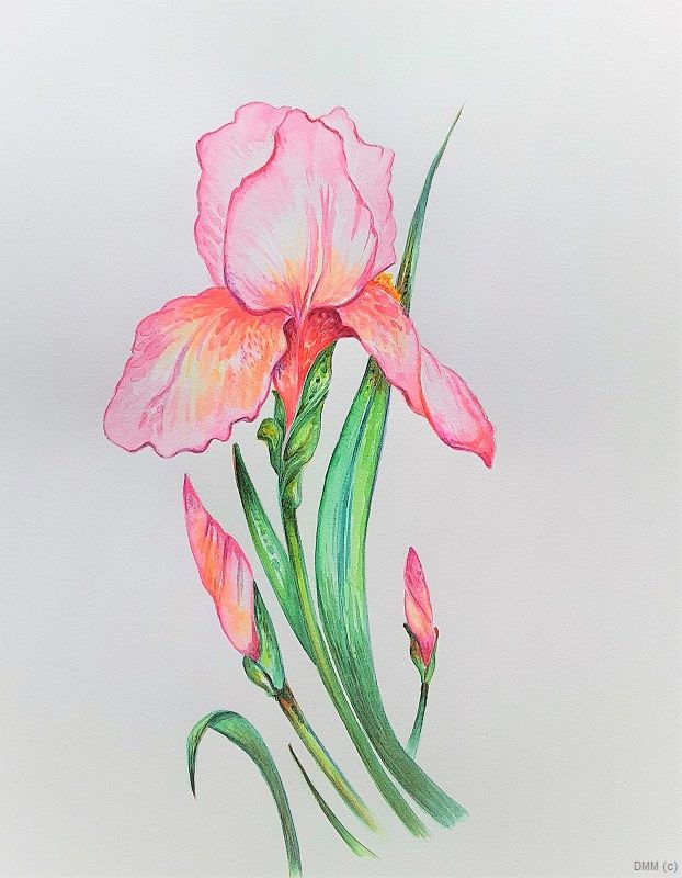 Floral Pink Iris Watercolor 7x10