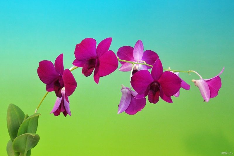 Photo Pop Blue Green Pink Orchids