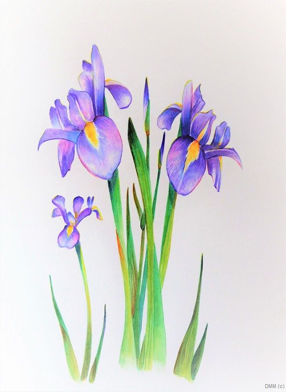 Floral 3 Purple Irises  Watercolor Art 10x12