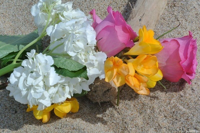 Photo Floral Beach Roses White Pink Yelllow