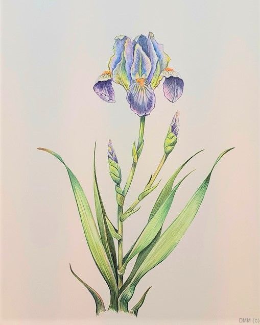 Floral Bearded Irises 2 Buds  Watercolor Art 8x12