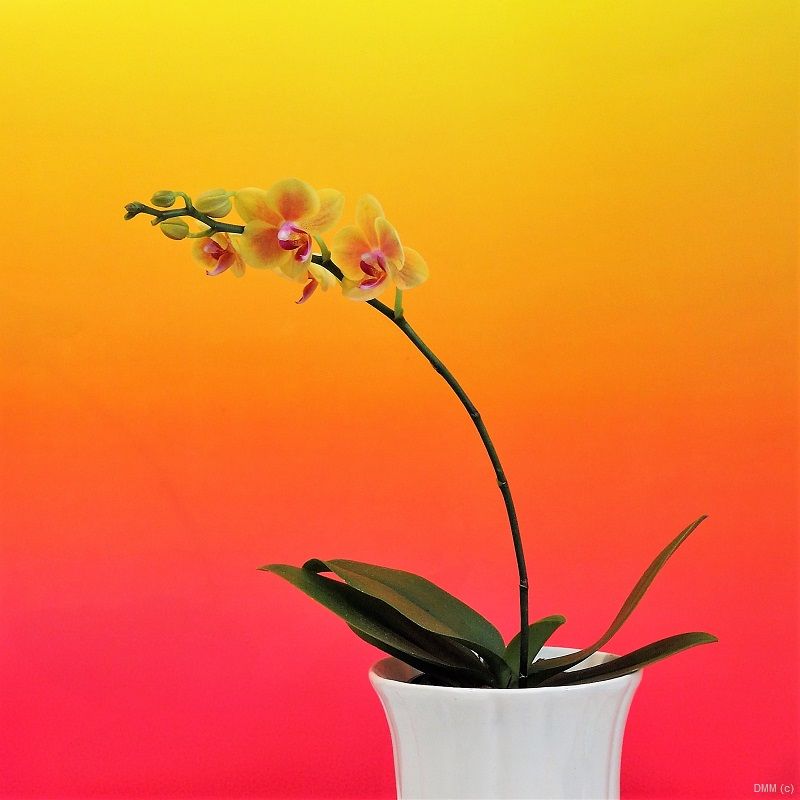 Photo Still Life Pop Yellow Pink Orchids SQ