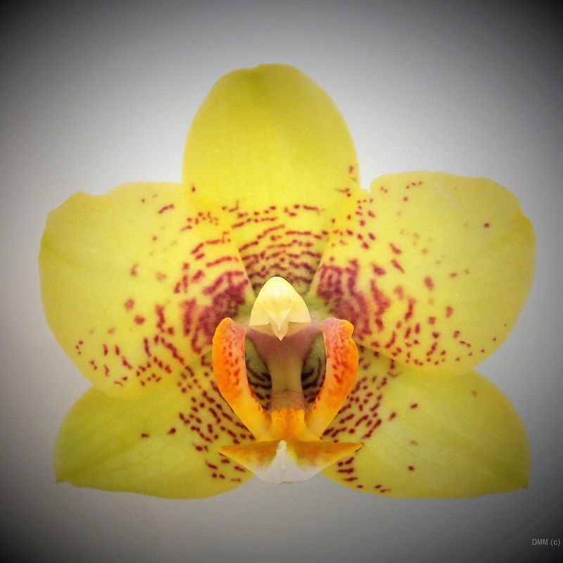 Photo Vignette One Yellow Orchid