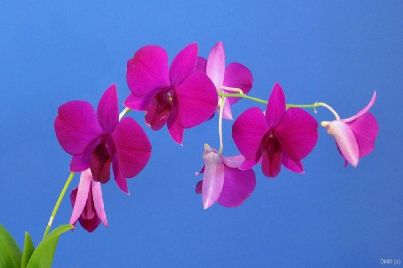 Photo Pop Bright Blue Pink Orchids