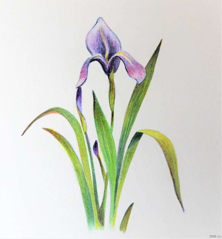 Floral Iris Bloom Watercolor Art 6x7