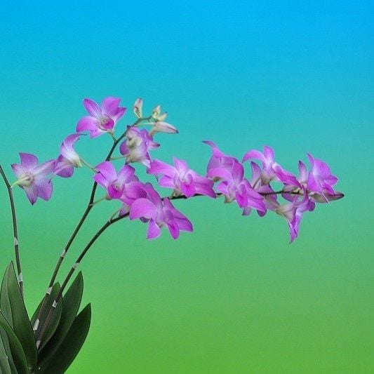 Photo Blue Green Pink Plant Orchids