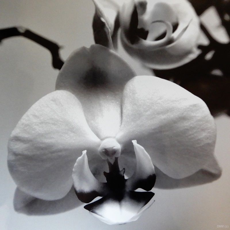 Photo Orchid Bloom 2 Black and White SQ
