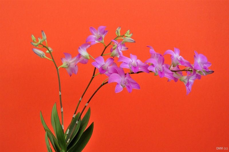 Photo Pop Orange Pink Orchids