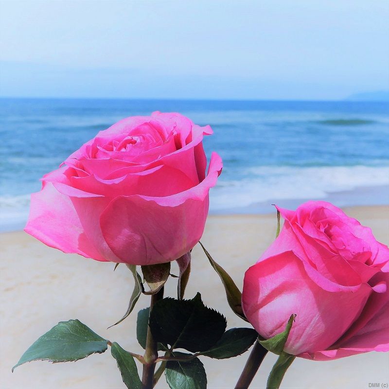 Photo Floral Beach two Pink Roses SQ