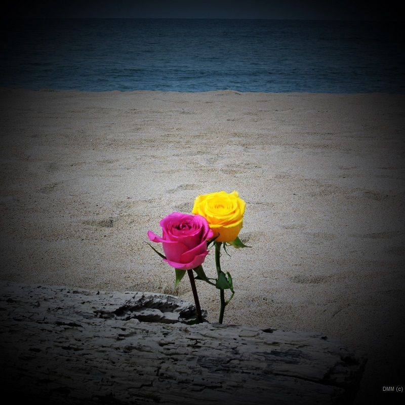Photo Vignette Floral Beach  Pink Yellow Roses