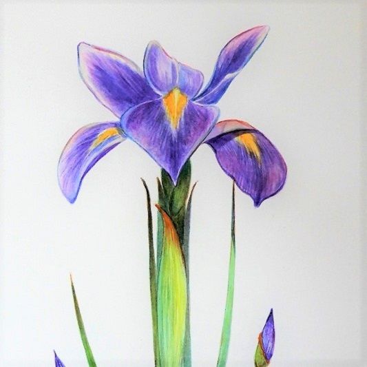 Floral Purple Iris Art 10x12