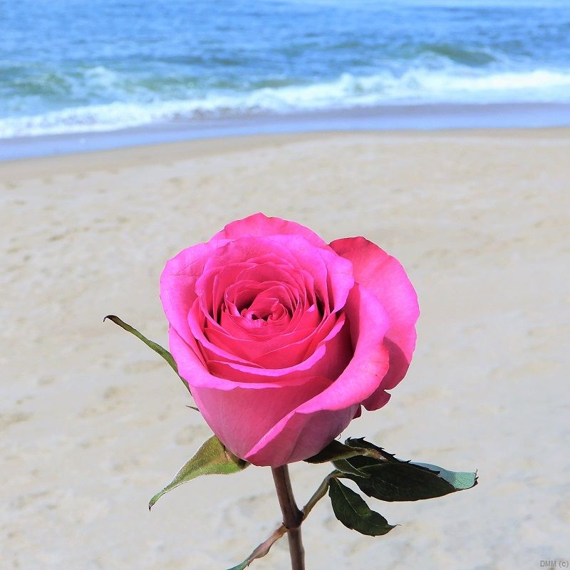Photo Floral Beach one Pink Rose SQ