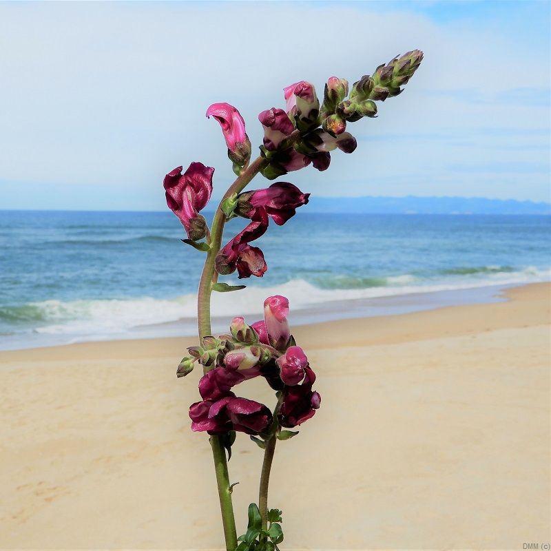 Photo Floral Beach 2 Pink Flowers SQ