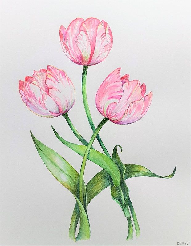 Floral 3 Pink Tulips Watercolor 8x12