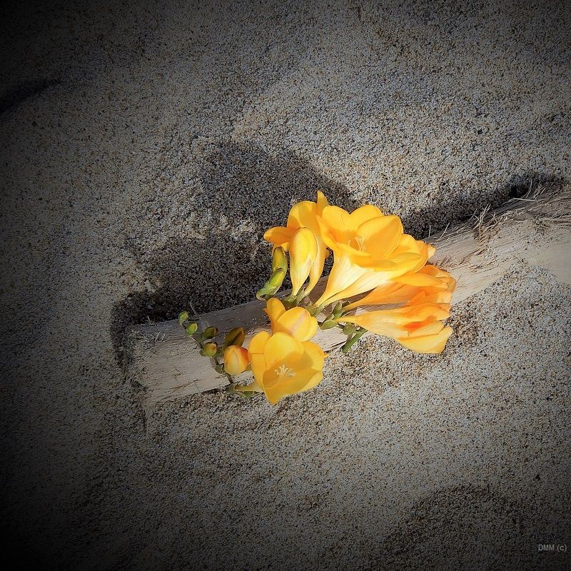 Photo Vignette Floral Beach Yellow Flowers