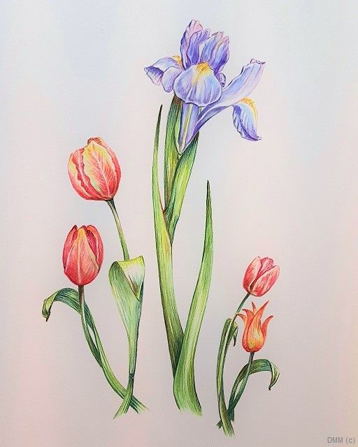Floral Irises and 4 Tulips Watercolor 8x12