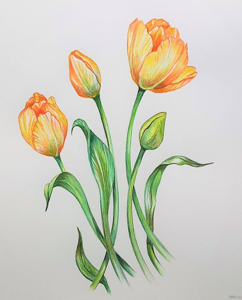 Floral Yellow Tulips Watercolor 6x6