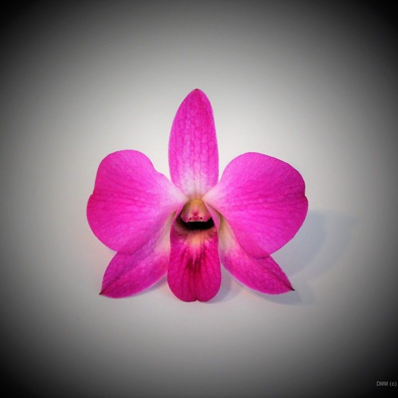 Photo Vignette One Pink Orchid