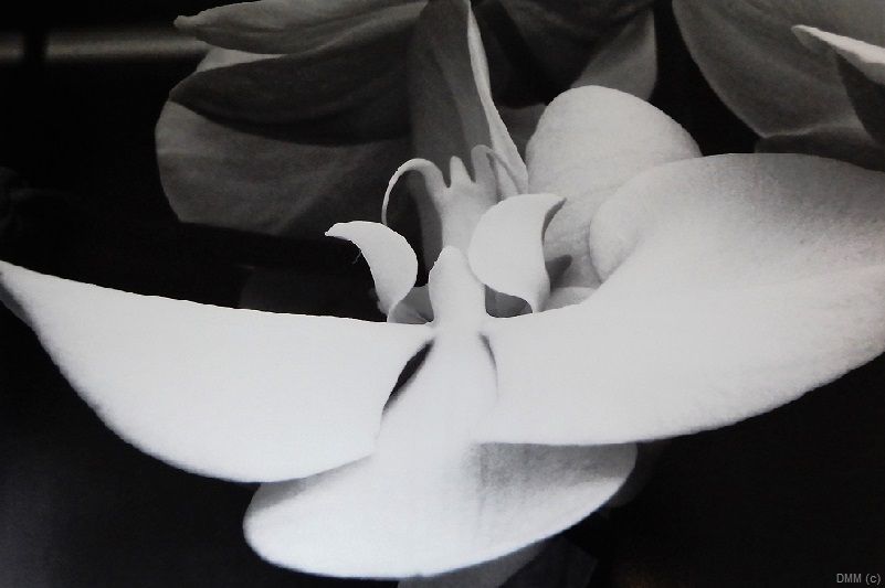 Photo Single Orchid Bloom Black and White