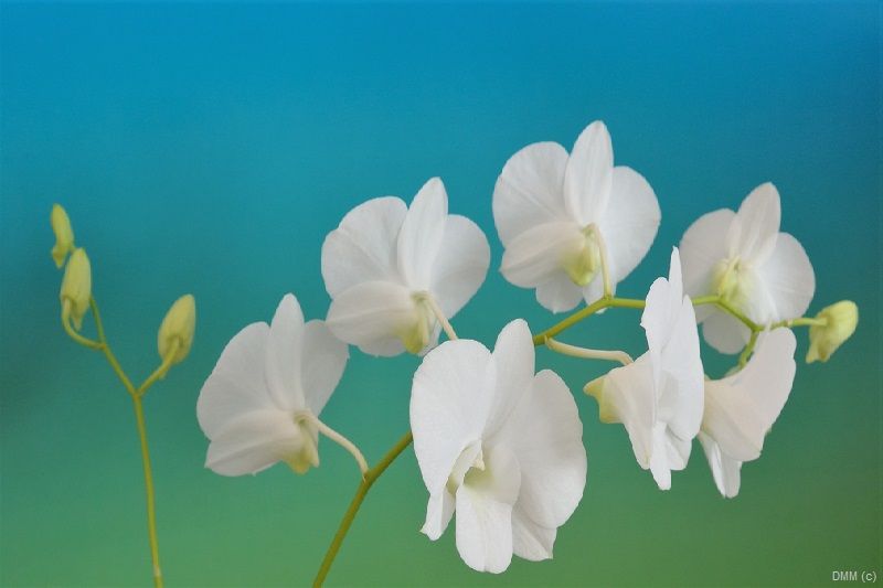 Photo Pop Blue Green White Orchids